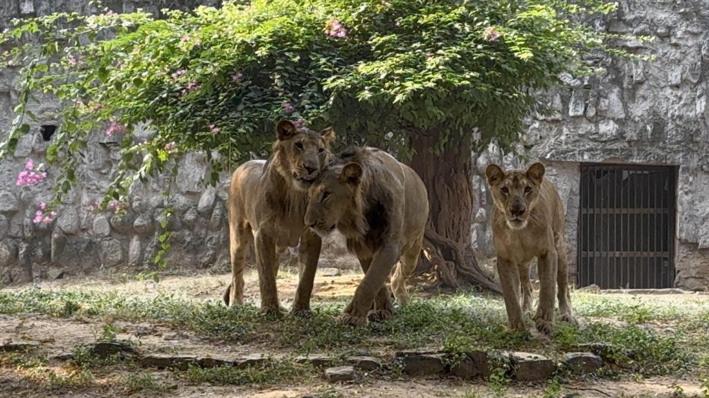 Gwalior Zoo